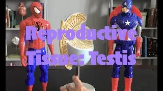 Male Reproductive Tissue: Testis