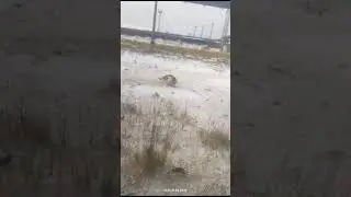 Кошка поймала зайца😳