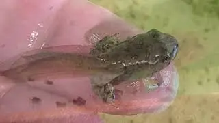 The Froglet - The Next Stage in the Life Cycle of the Frog
