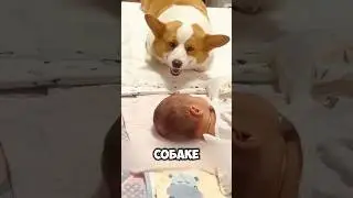 Собака Впервые Увидела Новорождённого Ребёнка! 
