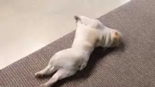French bulldog can't roll over