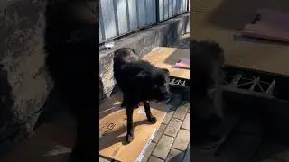 Черныш заразился опасным вирусом. 