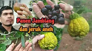 Panen buah Jamblang dan buah jeruk aneh