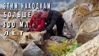 Поиск окаменелостей Старицкий район #покатушки_покопушки