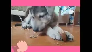 Puppies watch video