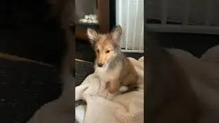 Sheltie Puppy Pouting, Trembling, and Shaking in Anger After Given Bath (Shetland Sheepdog)