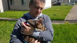 Первая прогулка бенгала Милана