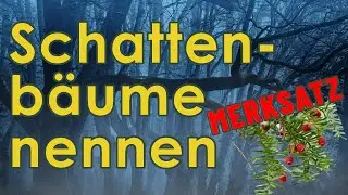 Schattenbäume nennen - Jägerprüfung Merksatz