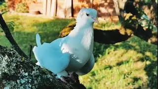 Анастасия. Наши птицы в июне