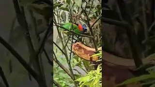 Saíra-militar / Tangara cyanocephala🙂 #birds #wildlife #passaros