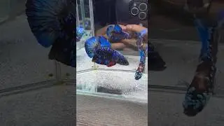 BETTA PAIR READY BREED #fish #shorts #ikanlaga #vlog #bettafish #aquarium #fishtank #breed #repost