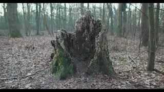 Here. Some forest footage for a bit of Calmness XXL