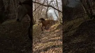 коники мчат на водопой