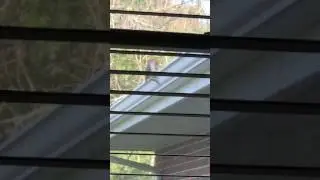Flicker Woodpecker waking me up every morning