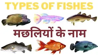 Types of Fishes - मछलियों के नाम