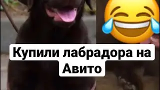 Лабрадор с Авито Ожидание/Реальность 😂 