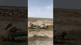 Group of Sheep | sheep in the desert |