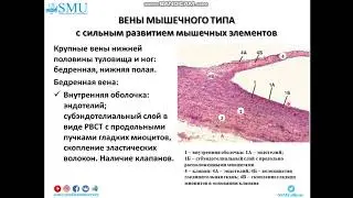 Гистология вен
