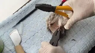 ノンカット　エゾシカ耳の剥き方　バージョンアップ編
