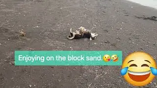 Doggie enjoying on the block sand.❤️