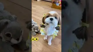 Cute and Funny Shih Tzu Dog 🐶😂😍