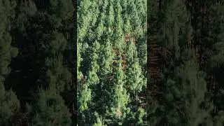 Florida Outdoor Wedding Venue - The Pinery #outdoorwedding #weddingvenue #forest #florida #shorts