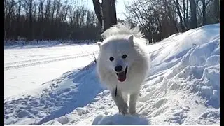 Японский шпиц на зимней прогулке [Full HD]