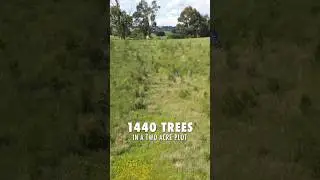 Planting 1440 trees in 24 hours