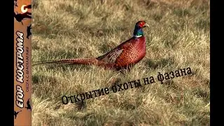 Открытие охоты на фазана. Сезон 2020г.