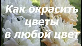 Как окрасить цветы в любой цвет🌹🌻🌼