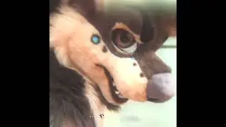 Minivideo commission for Kawa_The_Yeen! #furry #fursuit #fursuitdance