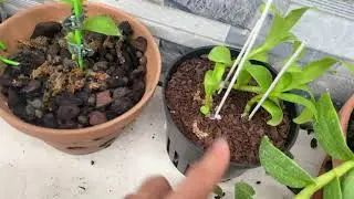 Em Chia Sẻ Pt Bao Rẻ 0377359841