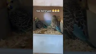 Три брата 🐣🐣🐣 #music #parrot #birds