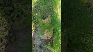морковь лучше растёт с котом