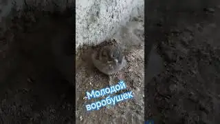 молодой воробушек. #music #алекс_юстасу #можеткомупригодится