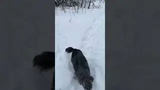 Border collie boxer loves snow