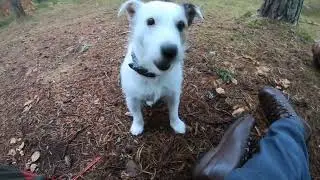 My Dog's Last Wild Camp Ever... With His Balls