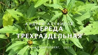 Череда трехраздельная. Алефиров А.Н.
