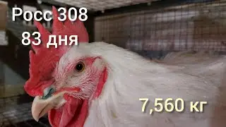 Бройлер белый ГИГАНТ.