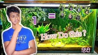 HOW  AND WHY  SHOULD I DO PLANT PROPAGATION?/kaysa aquarium plants ka sankhya badhaya Jay o vi free🤑