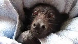 The Cost Of Batty Rehabilitation To Release