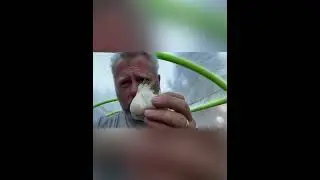 Planting garlic 
