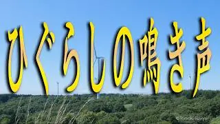 【ヒーリングBGM】風が吹く夏の日にひぐらしの鳴き声 / 癒し系BGM