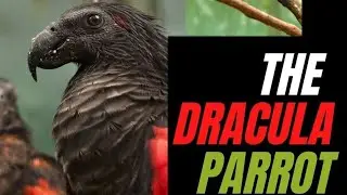 The Dracula Parrot