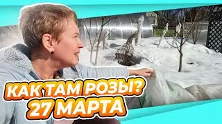 ИНСПЕКТИРУЮ РОЗЫ и ШТАМБЫ | ХАКУРА НИШИКИ | ЛАВАНДА | ГОРЫ СНЕГА дача сад