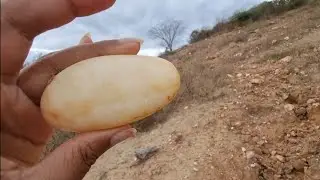 SERÁ UM OVO PEDRIFICADO?