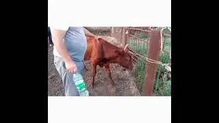 АТОНИЯ РУБЦА .