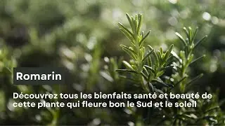 Découvrez tous les bienfaits du romarin