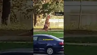 ДИНОЗАВРЫ в Гольяново | 