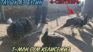4-СЕНТЯБРЬ/2024/КАРАОЗЕК ТАУЫК БАЗАРЫ/КАЛАЙ БОЛДЫ БУГИН?